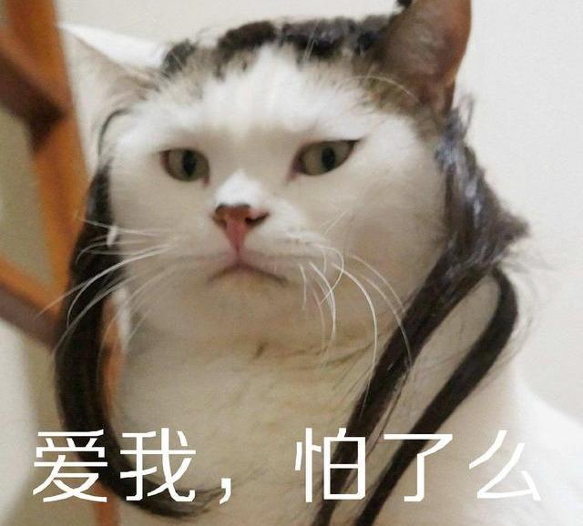 <b>精选文章:实用干货文：第一次买猫需注意事项？哪些猫不能买？</b>