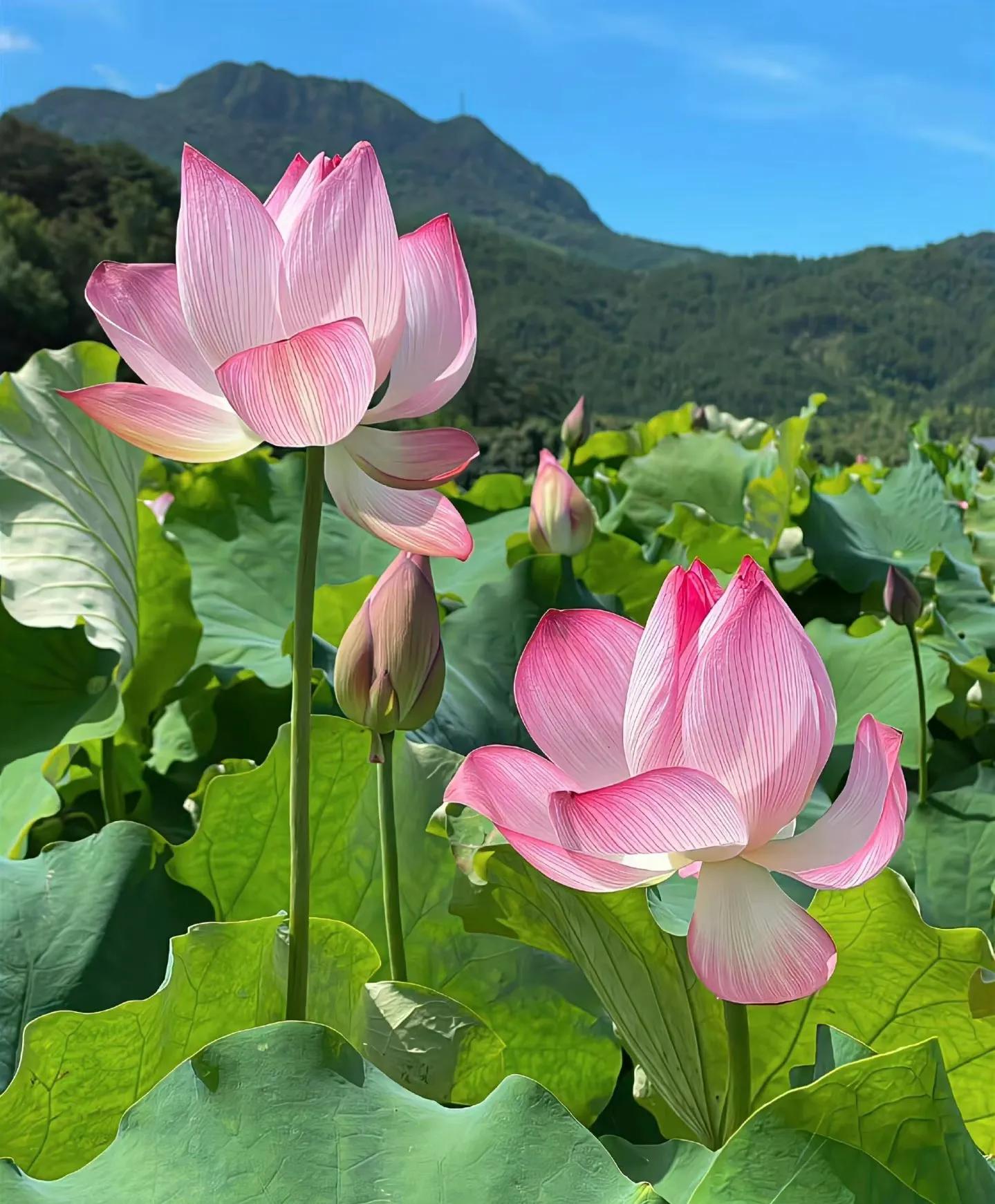 月亮星座情感需求_月亮星座情感_月亮星座情感故事大全