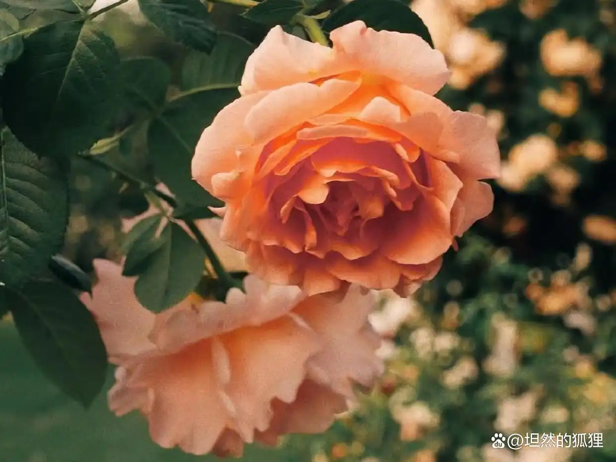 人心话语_藏在男人心里的话_心里话藏心里的说说