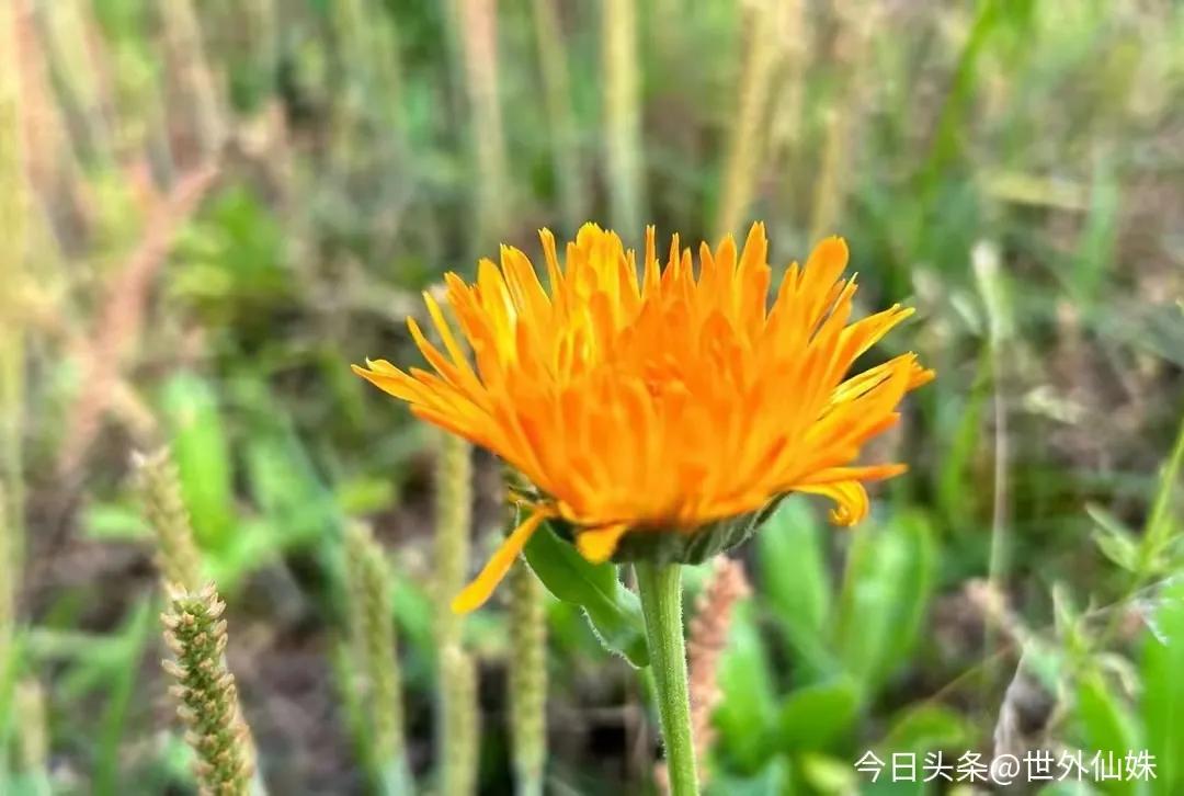 丈夫出轨老婆_中年婚姻危机处理_情感修复技巧